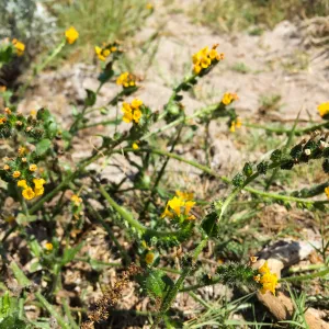 Santa Rosa Island Trip, Seaside fiddleneck (Amsinckia spectabilis)