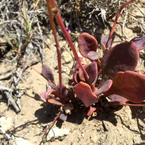 Santa Rosa Island Trip, Seaside calandrinia (Cistanthe maritima)