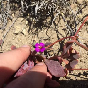 Santa Rosa Island Trip, Seaside calandrinia (Cistanthe maritima)