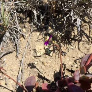 Santa Rosa Island Trip, Seaside calandrinia (Cistanthe maritima)