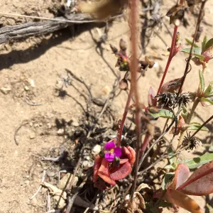 Santa Rosa Island Trip, Seaside calandrinia (Cistanthe maritima)