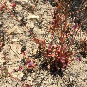 Santa Rosa Island Trip, Seaside calandrinia (Cistanthe maritima)