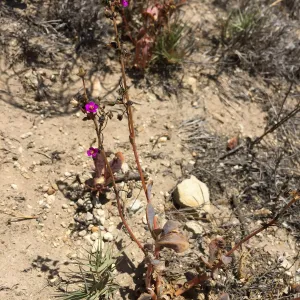 Santa Rosa Island Trip, Seaside calandrinia (Cistanthe maritima)