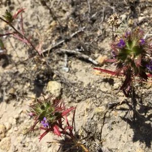 Santa Rosa Island Trip, Holly Leaf Navarretia (Navarretia atractyloides)