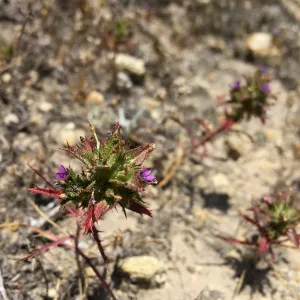Santa Rosa Island Trip, Holly Leaf Navarretia (Navarretia atractyloides)