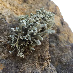Santa Rosa Island Trip, hiking on Smith Highway to Lobo Canyon, lichen on rock