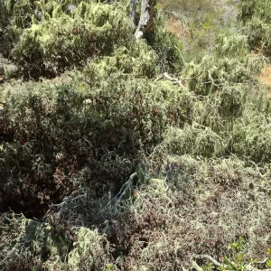 Santa Rosa Island Trip, lichen on trees in Lobo Canyon
