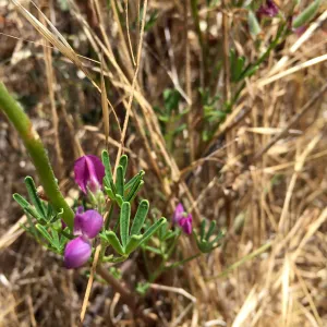 Santa Rosa Island Trip, Blunt leaved lupine (Lupinus truncatus)