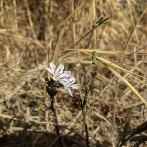 Santa Rosa Island Trip, Stephanomeria species