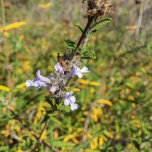 Santa Rosa Island Trip, Brandegee's Sage (Salvia brandegeei)