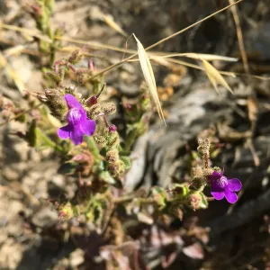 Santa Rosa Island Trip, Snapdragon