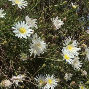 Santa Rosa Island Trip, Cliff Aster (Malacothrix saxatilis)