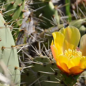 Santa Rosa Island Trip, Prickly Pear (Opuntia) flower