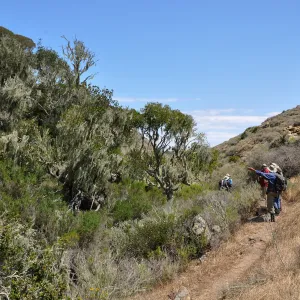 Santa Rosa Island Trip, Steve Junak points out lichen to group in Lobo Canyon