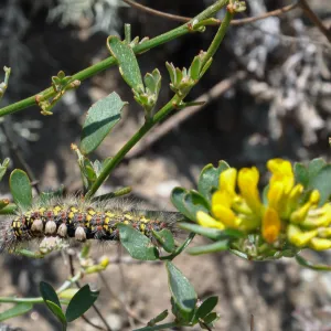 Santa Rosa Island Trip, caterpillar
