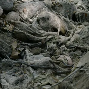 Ghost creek, lower creek crossing