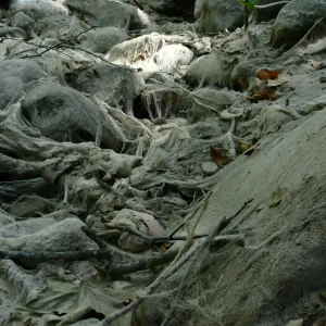 Ghost creek, lower creek crossing