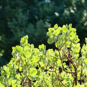 Arctostaphylos glauca in Manzanita Section