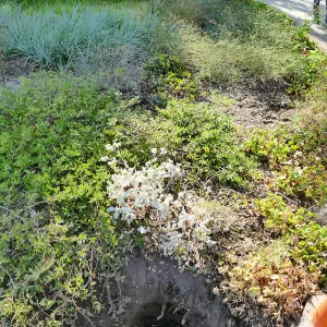Irrigation valve at base of Ground Cover section