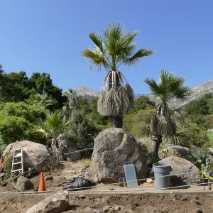 Desert Section, looking north from Garden Growers Nursery