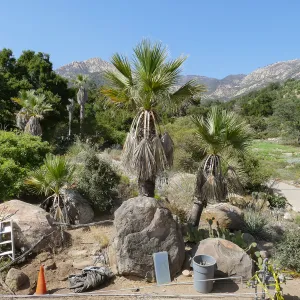 Desert Section, looking north from Garden Growers Nursery