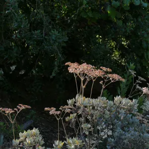 Island Buckwheat near bike rack in parking lot