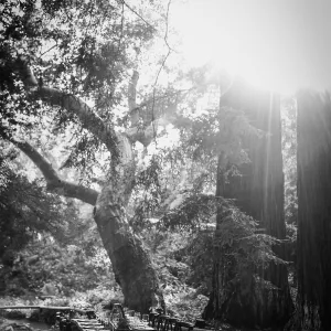 Garden to Table Dinner in the Redwoods 2017