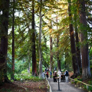 Garden to Table Dinner in the Redwoods 2017