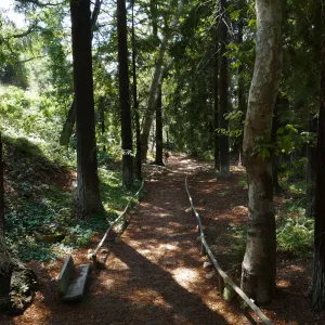 Carpet of redwood leaves