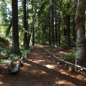 Carpet of redwood leaves