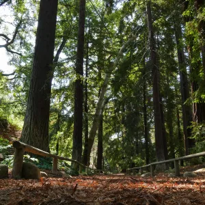 Carpet of redwood leaves