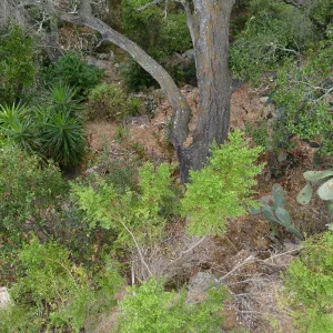 View into Mission Canyon from west side of Garden Growers Lath House