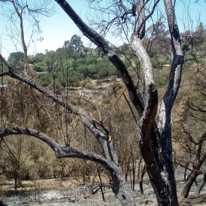 Gane House site after Jesusita fire