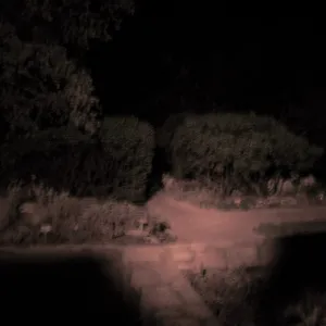 Home Demonstration Garden at night