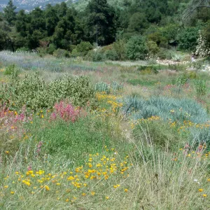 Meadow