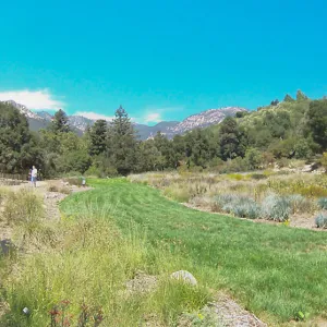Meadow
