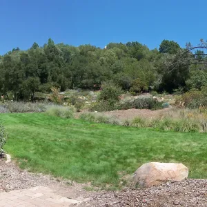 Meadow