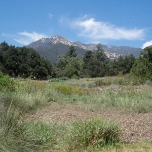 Meadow