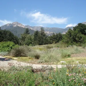 Meadow