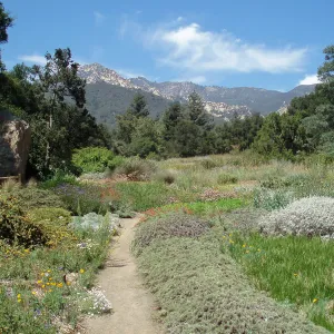 Meadow