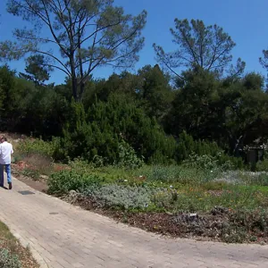 Lower Meadow and Groundcover Section panorama