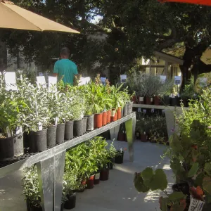 2017 Fall Plant Sale Preview Party