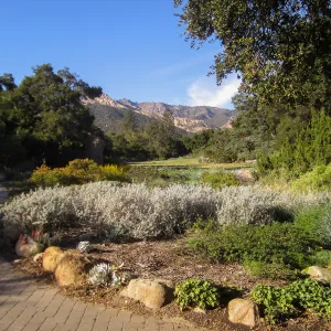 Groundcover Section and Meadow