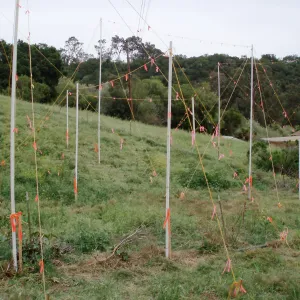 Story Poles at Cavalli Property, Vital Mission Plan