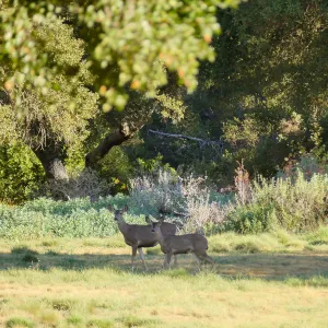 Deer in meadow