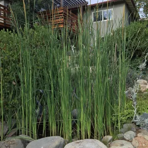 Typha in pond at Peter Schuyler's garden