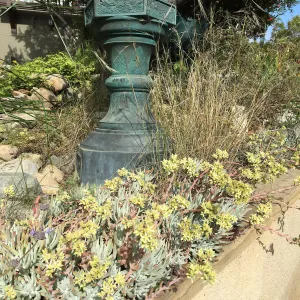 Dudleya hassei at Peter Schuyler's garden