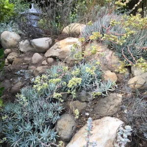 Dudleya hassei at Peter Schuyler's garden