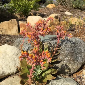 Dudleya cymosa at Peter Schuyler's garden