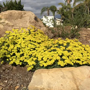 Eriogonum â€˜Shasta Sulphur' at Peter Schuyler's garden